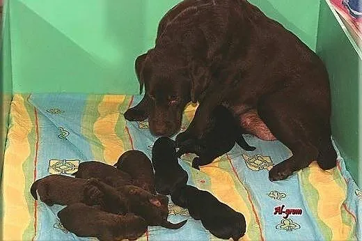 Labrador Retriever czekoladowe i czarne  szczenięt