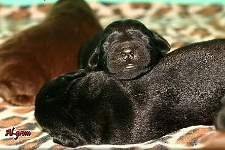 Labrador Retriever czekoladowe i czarne  szczenięt