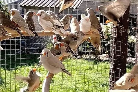 Zeberki młode