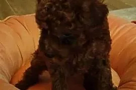 Pudelki Toy i Mini