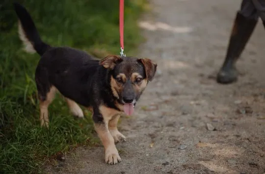 Niskopodłogowy, łagodny Baloo szuka domu!  Baloo- królewski niskopodłogowiec szuka swojego pałacu! P, , Warszawa