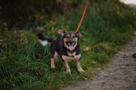 Niskopodłogowy, łagodny Baloo szuka domu!  Baloo- królewski niskopodłogowiec szuka swojego pałacu! P, , Warszawa