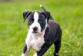 Suczka Amstaff ZKwP/FCI czarna czarno-biała ATAXIA i ALPP clear
