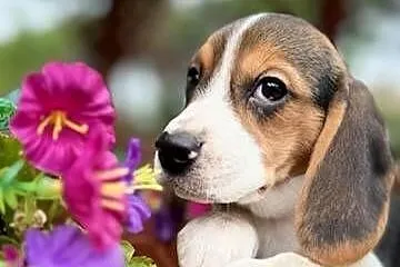 Śliczna suczka rasy Beagle z rodowodem