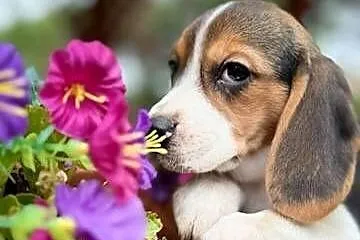 Śliczna suczka rasy Beagle z rodowodem, Małopolskie, Kraków