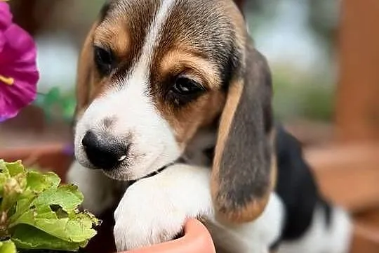 Śliczna suczka rasy Beagle z rodowodem, Małopolskie, Kraków