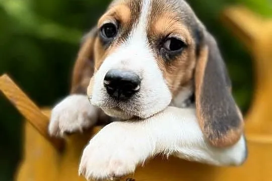 Śliczna suczka rasy Beagle z rodowodem, Małopolskie, Kraków