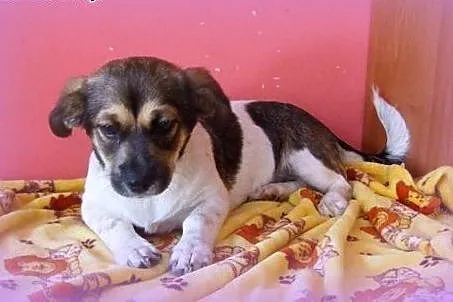 4 miesieczna sunia,adopcja!!,  świętokrzyskie Kielce