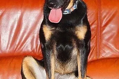 MELA - 1,5 roczna, 9 kg śliczna sunia do adopcji, 
