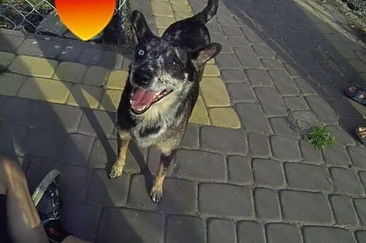 PEREŁKA-cudna, mądra i malutka o oryginalnej barwie! CUDO szuka domu!,  mazowieckie Warszawa