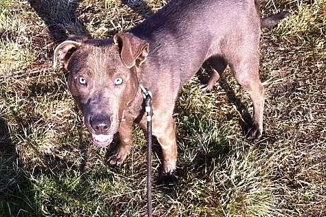 Nero-psiak pełen wigoru czeka na dom,  dolnośląskie Jelenia Góra