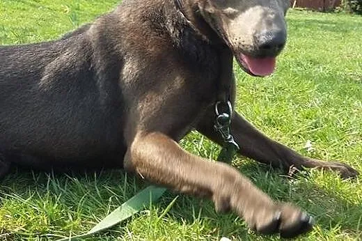 Nero-psiak pełen wigoru czeka na dom,  dolnośląski