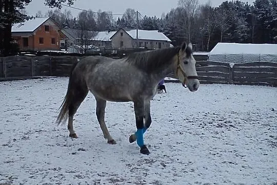 6-letnia klacz