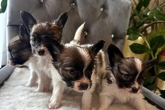 Papillon szczeniak Spaniel kontynentalny miniaturowy nie szpic, york,toy