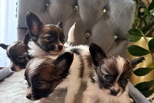 Papillon szczeniak Spaniel kontynentalny miniaturowy nie szpic, york,toy, Śląskie, Dudki
