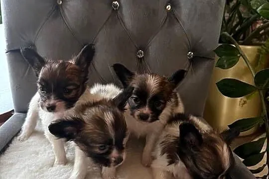Papillon szczeniak Spaniel kontynentalny miniaturowy nie szpic, york,toy, Śląskie, Dudki