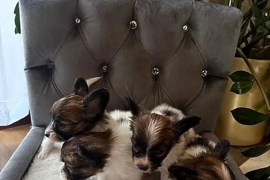 Papillon szczeniak Spaniel kontynentalny miniaturowy nie szpic, york,toy, Śląskie, Dudki