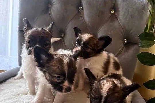 Papillon szczeniak Spaniel kontynentalny miniaturowy nie szpic, york,toy, Śląskie, Dudki