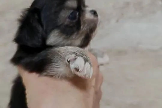 Chihuahua  podpalany, Mazowieckie, Warszawa