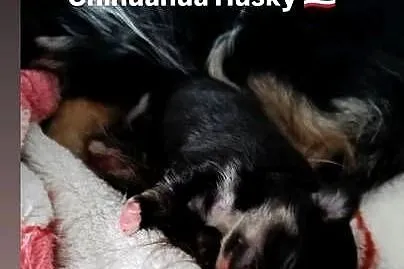 Chihuahua  podpalany, Mazowieckie, Warszawa