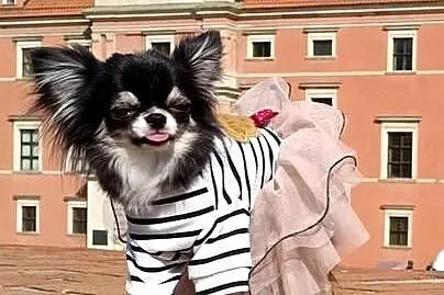 Chihuahua  podpalany, Mazowieckie, Warszawa