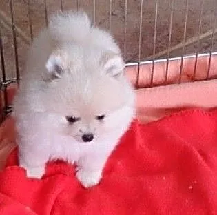 Pomeraniany szczenięta z rodowodem FCI, Pomorskie, Gdańsk