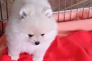 Pomeraniany szczenięta z rodowodem FCI
