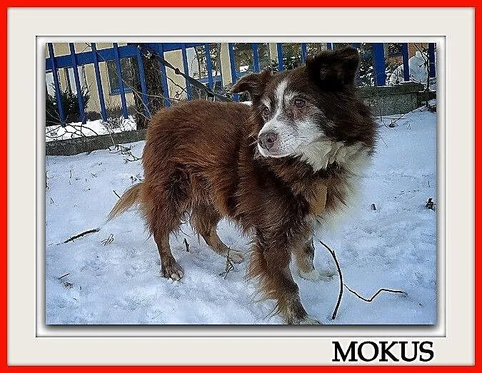 Średni 10 kg,8 letni,przesympatyczny,łagodny,zaszc