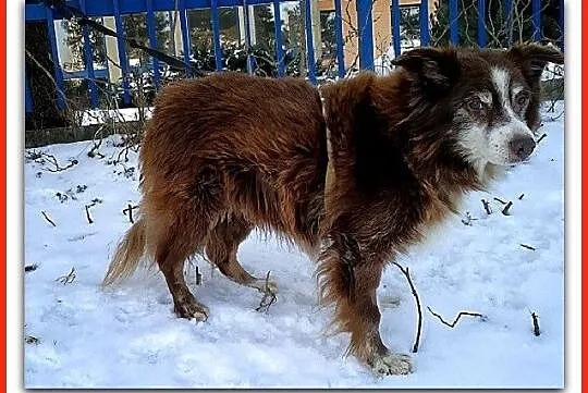 Średni 10 kg,8 letni,przesympatyczny,łagodny,zaszc
