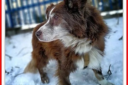 Średni 10 kg,8 letni,przesympatyczny,łagodny,zaszc