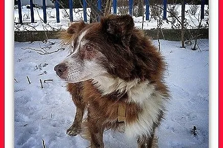 Średni 10 kg,8 letni,przesympatyczny,łagodny,zaszc