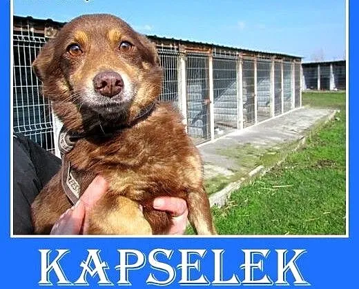 Mały,młodziutki roczny piesek KAPSELEK,przerażony