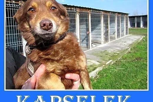 Mały,młodziutki roczny piesek KAPSELEK,przerażony 