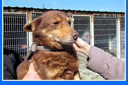 Mały,młodziutki roczny piesek KAPSELEK,przerażony 