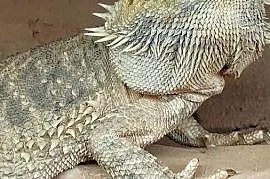 Agama brodata z terrarium