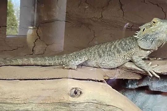 Agama brodata z terrarium, Małopolskie, Lednica Górna