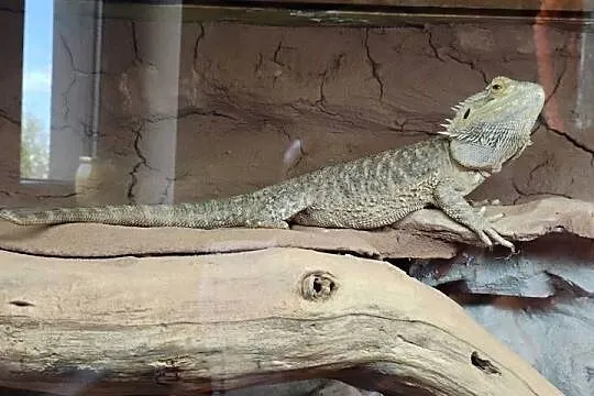 Agama brodata z terrarium, Małopolskie, Lednica Górna