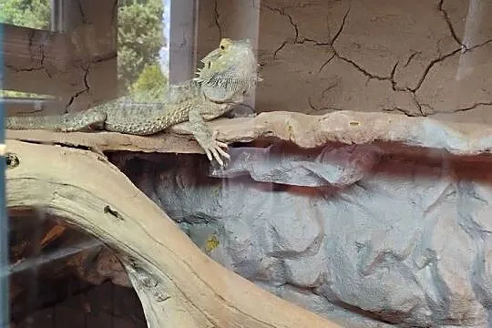 Agama brodata z terrarium, Małopolskie, Lednica Górna