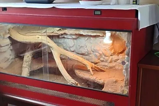 Agama brodata z terrarium, Małopolskie, Lednica Górna