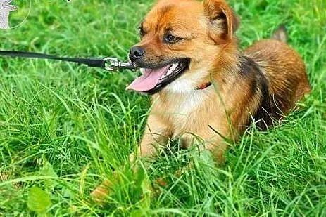 Cudny, nieduży DEXTEREK szuka swojego domku,  mazo