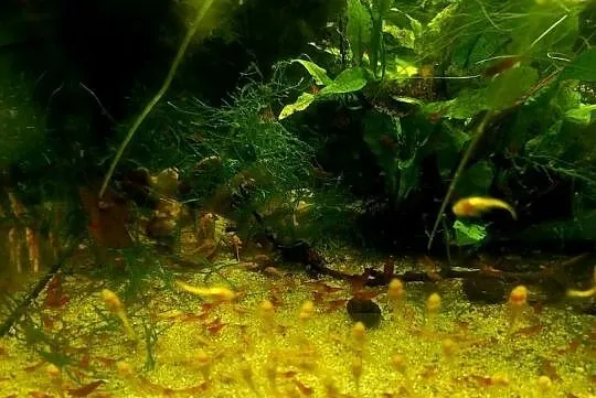 Glonojady czerwone, zbrojniki, rybki, ryby akwariowe, Świętokrzyskie, Wygoda