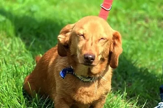 Edek- rudy mix jamnika, domowy, wierny do adopcji