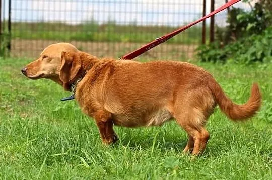 Edek- rudy mix jamnika, domowy, wierny do adopcji