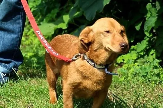 Edek- rudy mix jamnika, domowy, wierny do adopcji