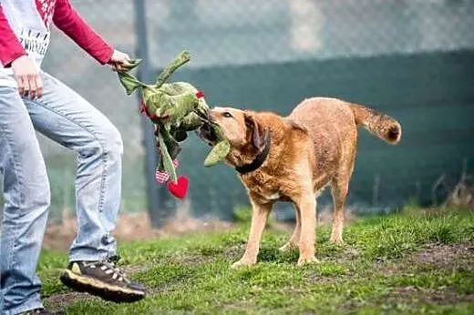 LEJLA - cała masa psiego szczęścia czeka na dom!,  śląskie Gliwice