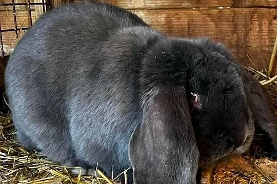 Samiec Baran Francuski Niebieski, Mazowieckie, Kotuń