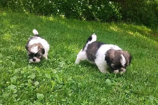 Shih Tzu tricolor