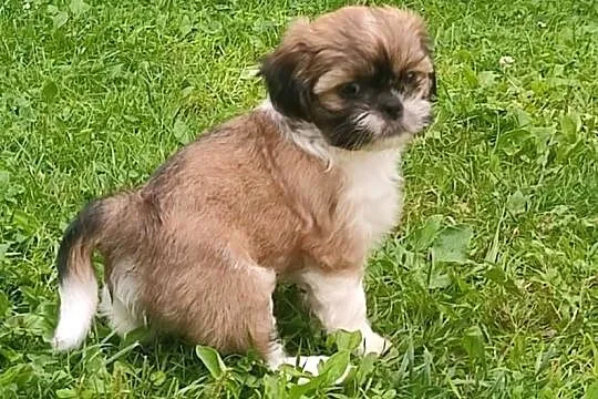 Shih Tzu tricolor, Podkarpackie, Rzeszów