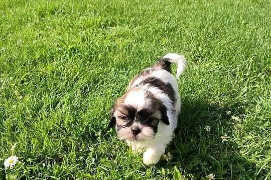 Shih Tzu tricolor, Podkarpackie, Rzeszów