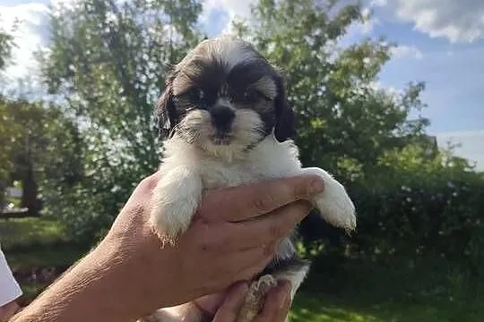 Shih Tzu tricolor, Podkarpackie, Rzeszów